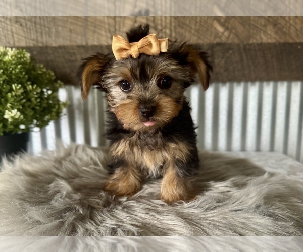 Medium Photo #3 Yorkshire Terrier Puppy For Sale in NAPPANEE, IN, USA