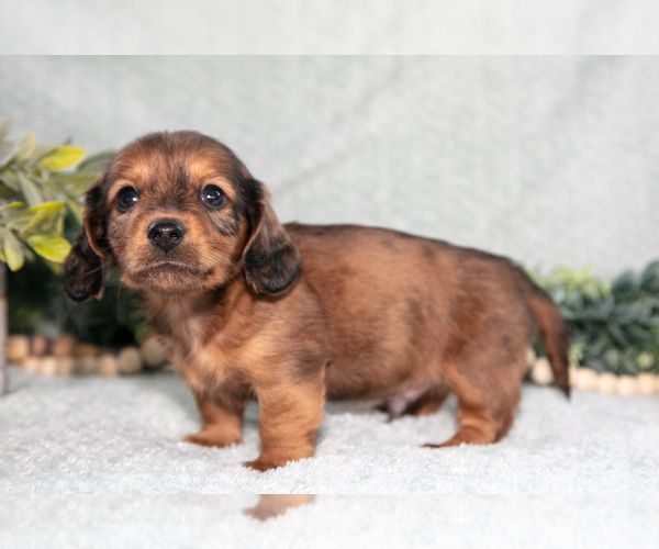 Medium Photo #10 Dachshund Puppy For Sale in NAPPANEE, IN, USA