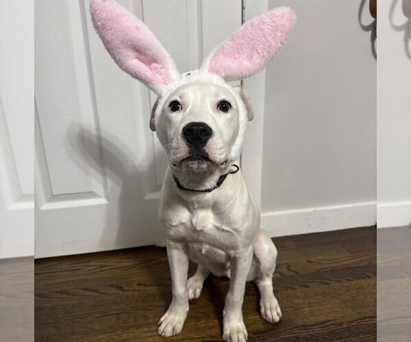 Medium Photo #10 Mutt Puppy For Sale in Boston, MA, USA