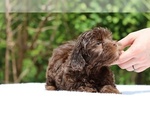Small #11 ShihPoo