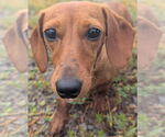 Small Dachshund