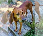 Small #1 Redbone Coonhound Mix
