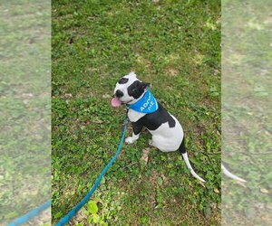 Rory - Male American Pit Bull Terrier Dog for Adoption - Photo #47