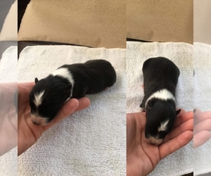 Miniature Australian Shepherd Puppy for sale in BROOKER, FL, USA