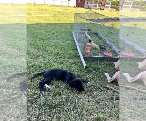 Medium Photo #3 Anatolian Shepherd-Great Dane Mix Puppy For Sale in Dallas, TX, USA