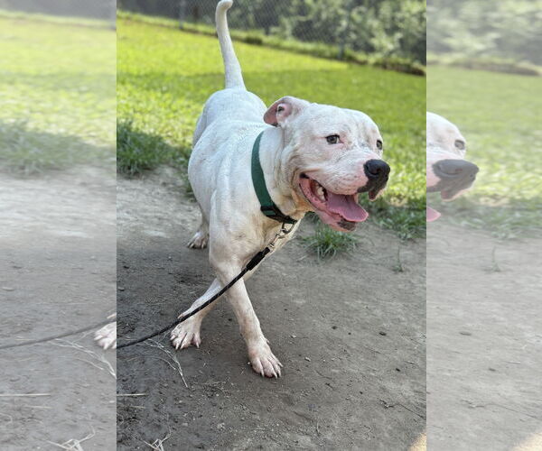 Medium Photo #2 American Pit Bull Terrier-Unknown Mix Puppy For Sale in Virginia Beach, VA, USA