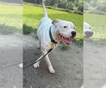 Small #1 American Pit Bull Terrier Mix