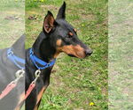 Small #1 Doberman Pinscher