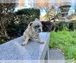 Small Photo #251 French Bulldog Puppy For Sale in HAYWARD, CA, USA