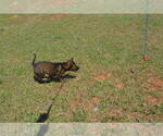 Small #4 German Shepherd Dog