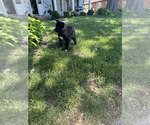 Small Photo #13 Akita Puppy For Sale in LOUISVILLE, KY, USA