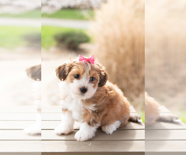 Medium Photo #1 Havanese Puppy For Sale in NORTH LAWRENCE, OH, USA