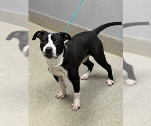 Beagle-Unknown Mix Dogs for adoption in Las Vegas, NV, USA