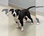 *DASH - Male Beagle-Unknown Mix Dog for Adoption - Small photo