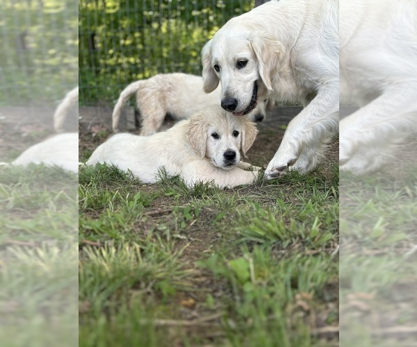 Medium Photo #3 English Cream Golden Retriever Puppy For Sale in WHITE HOUSE, TN, USA