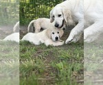 Small #2 English Cream Golden Retriever