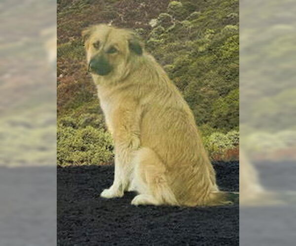 Medium Photo #4 Great Pyrenees-Unknown Mix Puppy For Sale in San Diego, CA, USA