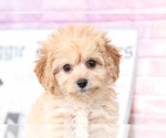Small Photo #2 Cavapoo Puppy For Sale in BEL AIR, MD, USA
