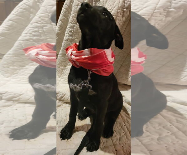 Medium Photo #22 American Pit Bull Terrier-Unknown Mix Puppy For Sale in Germantown, OH, USA