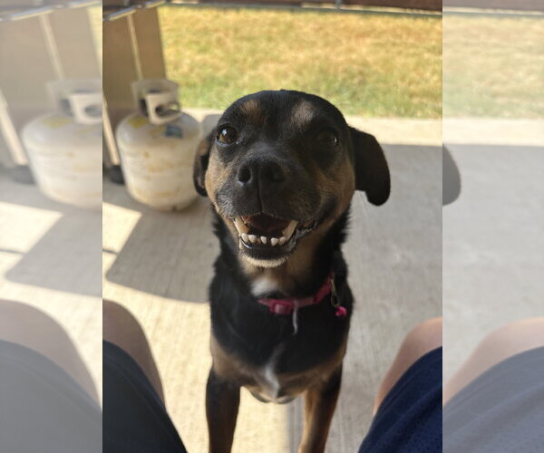 Medium Photo #1 Mutt Puppy For Sale in Dallas, TX, USA