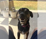 Small Mutt