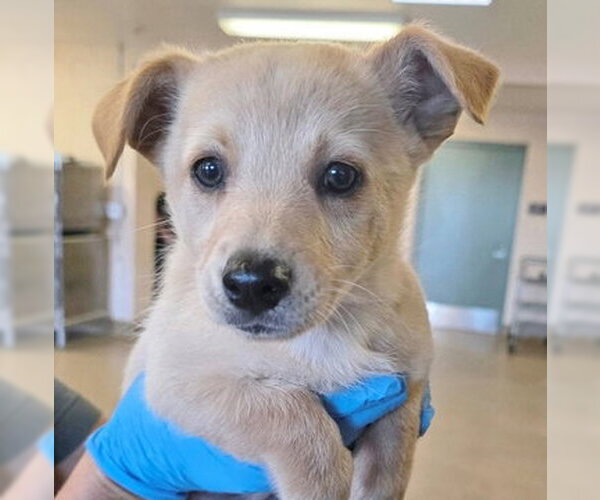 Medium Photo #1 Mutt Puppy For Sale in Fremont, CA, USA