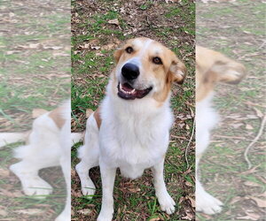 Lauren - Female Carolina Dog-Unknown Mix Dog for Adoption - Photo #2