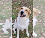 Small Photo #2 Carolina Dog-Unknown Mix Puppy For Sale in Calhoun, GA, USA