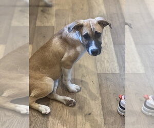 Mutt Dogs for adoption in Dana Point, CA, USA