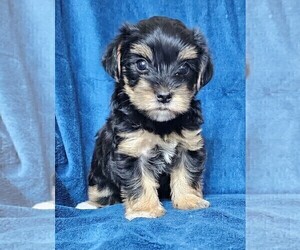 Morkie Puppy for Sale in HOLLAND, Michigan USA