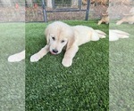 Small #11 Golden Retriever