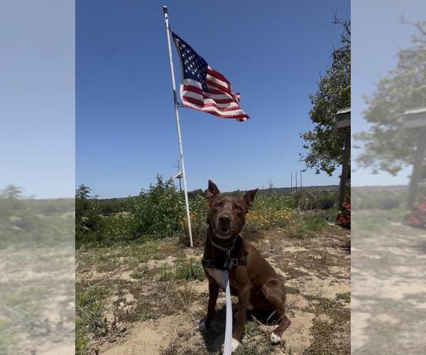 Medium Photo #5 Australian Kelpie-Unknown Mix Puppy For Sale in Santa Maria, CA, USA