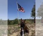Small #4 Australian Kelpie Mix