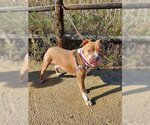 Small Photo #2 American Pit Bull Terrier Puppy For Sale in Chula Vista, CA, USA