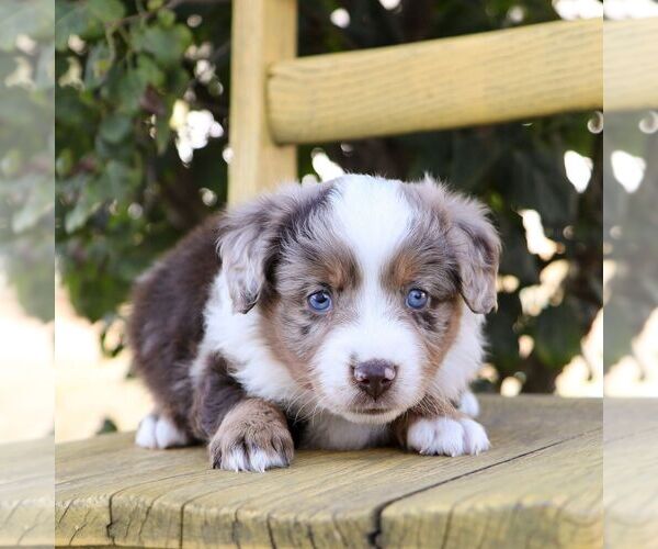 Medium Photo #1 Aussie-Poo Puppy For Sale in ARTHUR, IL, USA