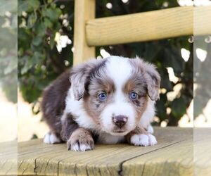 Aussie-Poo Puppy for sale in ARTHUR, IL, USA