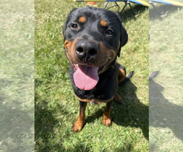 Medium Photo #1 Rottweiler Puppy For Sale in Mooresville, NC, USA