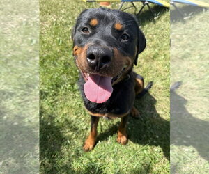 Rottweiler Dogs for adoption in Mooresville, NC, USA