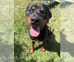 Small Rottweiler