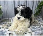 Small Photo #3 ShihPoo Puppy For Sale in GREENWOOD, IN, USA