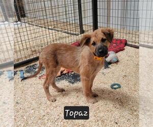 Mutt Dogs for adoption in Granbury, TX, USA