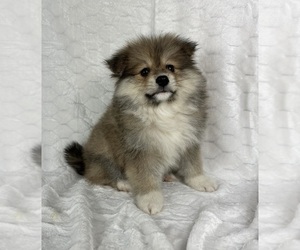 Pomeranian Puppy for sale in FRANKLIN, IN, USA