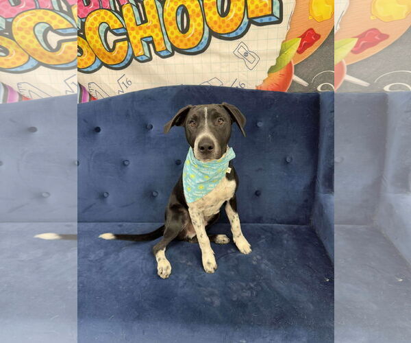 Medium Photo #12 German Shorthaired Pointer-Unknown Mix Puppy For Sale in Overland Park, KS, USA