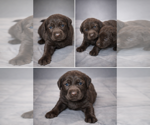 Labrador Retriever Puppy for sale in JOSHUA, TX, USA