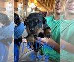 Small Photo #4 Rottweiler Puppy For Sale in BRADFORD, NY, USA
