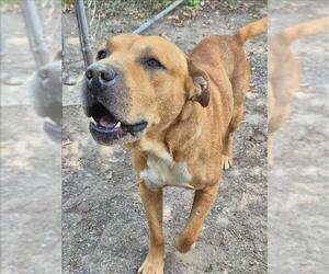 Mastiff-Unknown Mix Dogs for adoption in Conroe, TX, USA