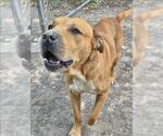 Small Mastiff Mix