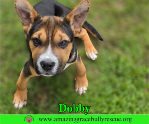 American Staffordshire Terrier-Unknown Mix Dogs for adoption in Milton, FL, USA