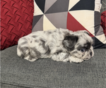 Puppy Puppy 1 French Bulldog