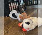 Small Photo #26 Bluetick Coonhound-Unknown Mix Puppy For Sale in pomfret, CT, USA